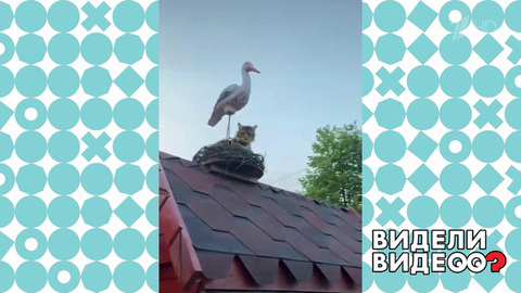 Кошка решила стать аистом. Видели видео? Фрагмент