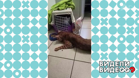 Спасение кота Бенджамина. Видели видео? Фрагмент