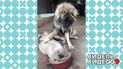 Собака и свинья едят из одной миски. Видели видео? Фрагмент