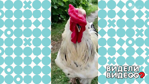 Петух бежит на зов хозяйки. Видели видео? Фрагмент