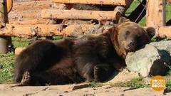 Зверушкам пора спать! Доброе утро. Фрагмент