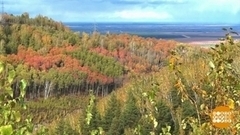 Такая разноцветная осень. Доброе утро. Фрагмент