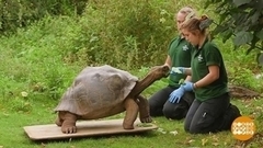 В мире. Новый дом для гигантских черепах. Доброе утро. Фрагмент