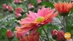 Бал хризантем в Никитском ботаническом саду. Доброе утро. Фрагмент