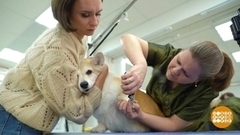 Груминг по всем правилам. Доброе утро. Суббота. Фрагмент