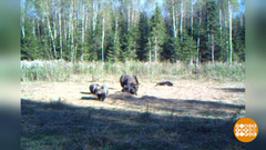 Мишки, пора спать! Доброе утро. Фрагмент