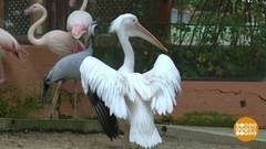 Чистим перья пеликанам. Доброе утро. Фрагмент