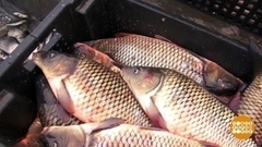 «Жирная» рыбалка. Доброе утро. Фрагмент