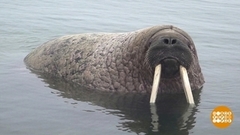 С праздником, моржи! Доброе утро. Фрагмент