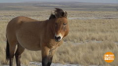 В гостях у лошадок Пржевальского. Доброе утро. Фрагмент