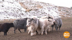 В гости к якам. Доброе утро. Фрагмент