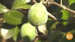 Фейхоа: выбираем и едим с умом. Доброе утро. Фрагмент