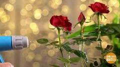 Комнатные растения: секреты зимнего ухода. Доброе утро. Суббота. Фрагмент