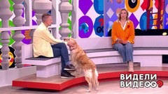Лис-жалобщик, кот-дальнобойщик, кошка в голодном обмороке. Видели видео? Часть 2