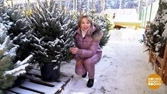 Елка в горшке — с дальним прицелом. Доброе утро. Суббота. Фрагмент