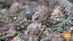 Лес начинается с шишек. Доброе утро. Фрагмент