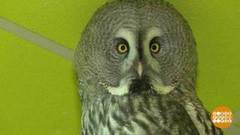 В гости к совам и лошадкам. Доброе утро. Фрагмент