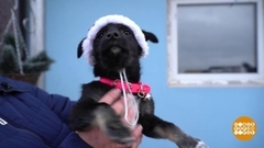 Новый дом для Бруни. Доброе утро. Фрагмент