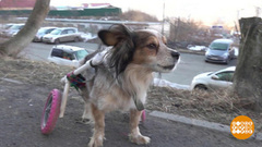 Беги, Тим! Доброе утро. Суббота. Фрагмент