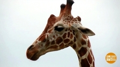 Всемирный день заповедников и национальных парков. Доброе утро. Фрагмент