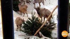 Елку — в дело. Доброе утро. Фрагмент