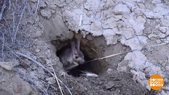 Зоопарк зимой: тушканчики спят, а пингвины резвятся. Доброе утро. Суббота. Фрагмент