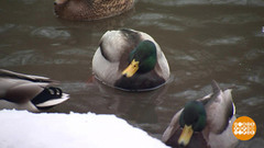 Перепись водоплавающих. Доброе утро. Фрагмент