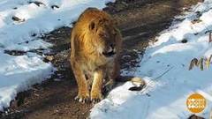 Что за зверь? Лилигр! Доброе утро. Суббота. Фрагмент