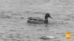 «Серая шейка» летит по стране. Доброе утро. Фрагмент