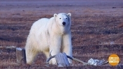 Здравствуйте, белые мишки! Доброе утро. Фрагмент