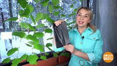 Растим огурцы: на подоконнике, в аквагрунте. Доброе утро. Суббота. Фрагмент