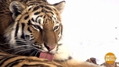 С наступающим Годом Тигра! Доброе утро. Фрагмент