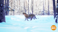 Тигров по зиме считают… Доброе утро. Фрагмент