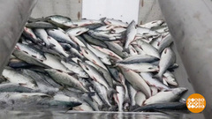 Плыви на стол, селедочка! Доброе утро. Фрагмент