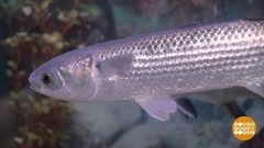 Дайте рыбе подышать! Доброе утро. Суббота. Фрагмент