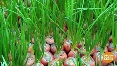 Лука много не бывает! Доброе утро. Фрагмент