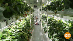 Клубника из подвала. Доброе утро. Фрагмент