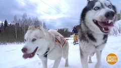 Прокатите нас, хаски! Доброе утро. Фрагмент