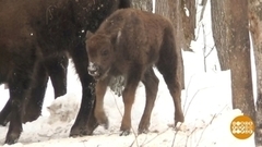 Зубренок родился. Доброе утро. Фрагмент