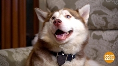 Как "умотать" собаку. Доброе утро. Суббота. Фрагмент