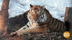 Считаем тигров. Доброе утро. Фрагмент