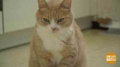 Коты и их таланты. Доброе утро. Фрагмент