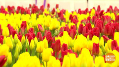 Море цветов в Петровском пассаже. Доброе утро. Фрагмент