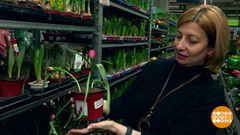 Цветы в горшках: какие дарить? Доброе утро. Фрагмент