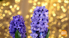 Гиацинты на подоконнике: что выросло? Доброе утро. Фрагмент