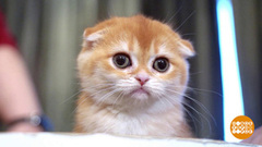 Выбираем котенка по науке. Доброе утро. Фрагмент