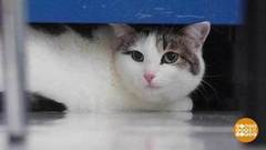 К вам в гости котик. Доброе утро. Суббота. Фрагмент