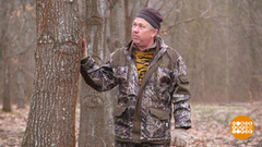 О чем говорят деревья. Доброе утро. Фрагмент