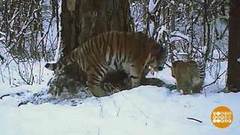 Тигрят по весне считают. Добро утро. Фрагмент