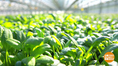 Да здравствует шпинат! Доброе утро. Суббота. Фрагмент